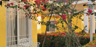 Ονειρεμένος Κήπος: 7 Μυστικά Επαγγελματικής Ομορφιάς με Λιγότερο Κόπο!