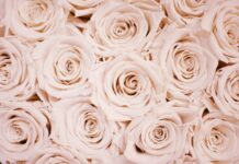 Γιορτή σήμερα 15 Απριλίου: Ποιοι γιορτάζουν και η ιστορία του Αγίου Κρήσκη