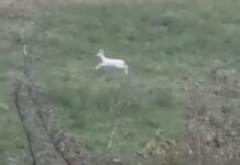 Σπάνια αλμπίνο ζαρκάδια κατέγραψε σε βίντεο ένας αγρότης στην Ημαθία -kalimera-ellada.gr