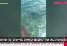 Σπάνια συνάντηση: Καρχαρίας παραλίγο στην ακτή στα Άσπρα Σπίτια Βοιωτίας