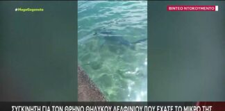 Σπάνια συνάντηση: Καρχαρίας παραλίγο στην ακτή στα Άσπρα Σπίτια Βοιωτίας