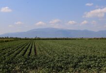 Αγρότες στο Στόχαστρο: Λάθος Πληρωμές, Ερωτήματα Ευθύνης