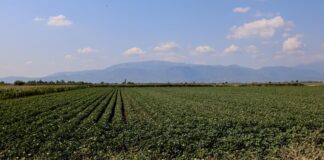 Αγρότες στο Στόχαστρο: Λάθος Πληρωμές, Ερωτήματα Ευθύνης