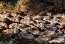 Λέσβος – Κτηνοτρόφοι / Οργή για τις αποζημιώσεις – Καταγγελίες για «ψίχουλα» και νέα κινητοποίηση