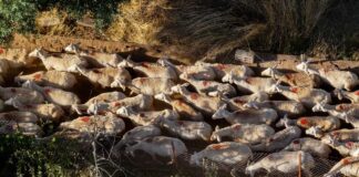 Λέσβος – Κτηνοτρόφοι / Οργή για τις αποζημιώσεις – Καταγγελίες για «ψίχουλα» και νέα κινητοποίηση