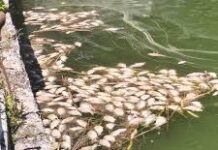 Περισυνέλλεξαν τα νεκρά ψάρια από τη Παμβώτιδα – News TA