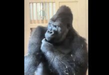 Viral Γορίλας… Πρωταθλητής στο Δράμα; Η Θλιμμένη Όψη του Koyimasa Μετά τον 'Τσακωμό'
