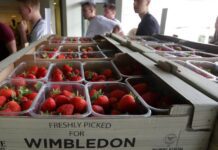 Wimbledon: Το εξεζητημένο γευστικό μενού των τενιστών – Από σούσι μέχρι ελάφι