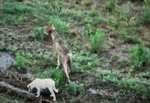 Αγέλη λύκων στην Μακεδονία υιοθέτησε ένα αδέσποτο κουτάβι – Οι εικόνες που συγκινούν και προβληματίζουν τους επιστήμονες -kalimera-ellada.gr