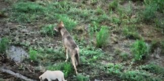 Αγέλη λύκων στην Μακεδονία υιοθέτησε ένα αδέσποτο κουτάβι – Οι εικόνες που συγκινούν και προβληματίζουν τους επιστήμονες -kalimera-ellada.gr