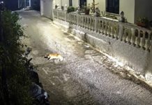 Κέρκυρα: Σοκαριστική κτηνωδία – Πατούσε εσκεμμένα σκύλο, μετά τον εγκατέλειψε