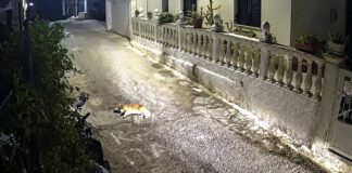 Κέρκυρα: Σοκαριστική κτηνωδία – Πατούσε εσκεμμένα σκύλο, μετά τον εγκατέλειψε