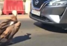Κρήτη: Γύπας "παγώνει" την κίνηση στον ΒΟΑΚ – Παράξενη εικόνα στον δρόμο