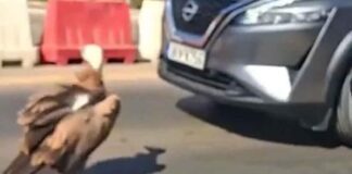 Κρήτη: Γύπας "παγώνει" την κίνηση στον ΒΟΑΚ – Παράξενη εικόνα στον δρόμο