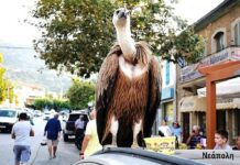 Γύπες στην Κρήτη: Πού οφείλεται η ασυνήθιστη παρουσία τους σε δρόμους και αεροδρόμια;