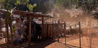 ΑΑΔΕ: Έλεγχοι Αγροτικών Επιδοτήσεων στην Κρήτη – 120 κτηνοτρόφοι απέτυχαν να προσέλθουν