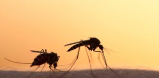 Ιός Δυτικού Νείλου: Αυξημένη επιφυλακή & μέτρα προστασίας – Πού εντοπίζονται κρούσματα