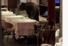Αρκούδα στο τραπέζι: Απρόσμενη επίσκεψη σε εστιατόριο στο Άσπεν