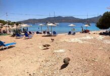 Το νησάκι με νερά σαν τα Κουφονήσια 1,5 ώρα από την Αθήνα που κάνεις μπάνιο παρέα με ελάφια και παγώνια -kalimera-ellada.gr