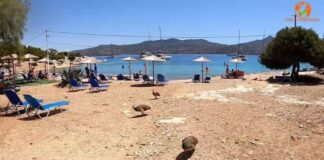 Το νησάκι με νερά σαν τα Κουφονήσια 1,5 ώρα από την Αθήνα που κάνεις μπάνιο παρέα με ελάφια και παγώνια -kalimera-ellada.gr