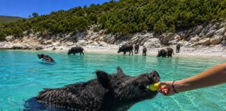 Ατόκος: Το Ερημονήσι του Ιονίου με τις κολυμβήτριες χοίρους