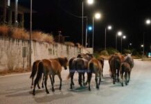 Άλογα του Αίνου στο Δρόμο: Ασυνήθιστη Εικόνα στην Κεφαλονιά (Βίντεο)