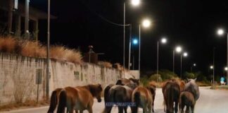 Άλογα του Αίνου στο Δρόμο: Ασυνήθιστη Εικόνα στην Κεφαλονιά (Βίντεο)