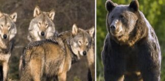 Συνύπαρξη Ανθρώπου & Μεγάλων Σαρκοφάγων: Διάλογος για Χάραξη Πολιτικής