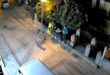 Χαλκιδική: Λύκος σε οικισμό – Συναγερμός στη Νικήτη