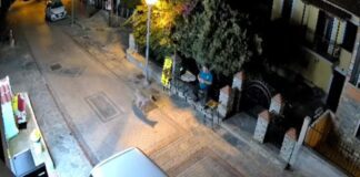 Χαλκιδική: Λύκος σε οικισμό – Συναγερμός στη Νικήτη